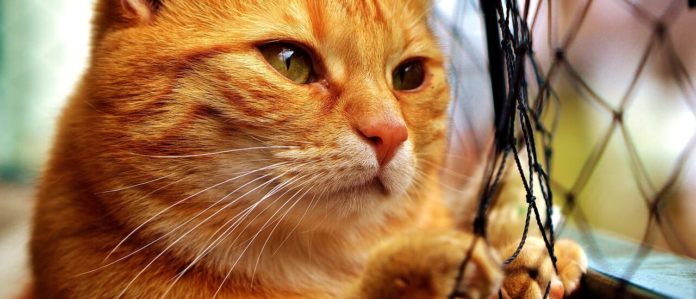 Balkon sichern - Katzennetz - Gefahren für Katzen im Haushalt