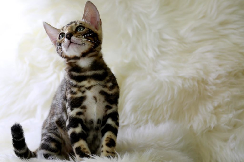 Bengal Kitten Preise - Das kosten Bengal Katzen