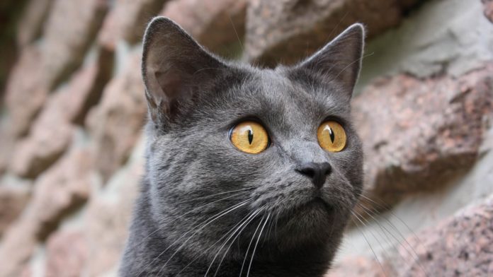 Chartreu Kitten Preise - Das kosten Kartäuser Katzen