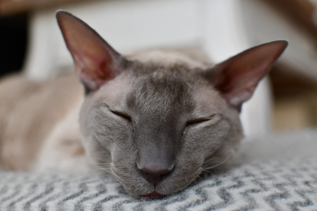 Cornish Rex Kitten Preise - Das kosten Cornish-Rex Katzen