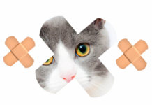 Erste Hilfe Set für Katzen – Notwendig, oder überflüssig? Erste Hilfe Set für Katzen