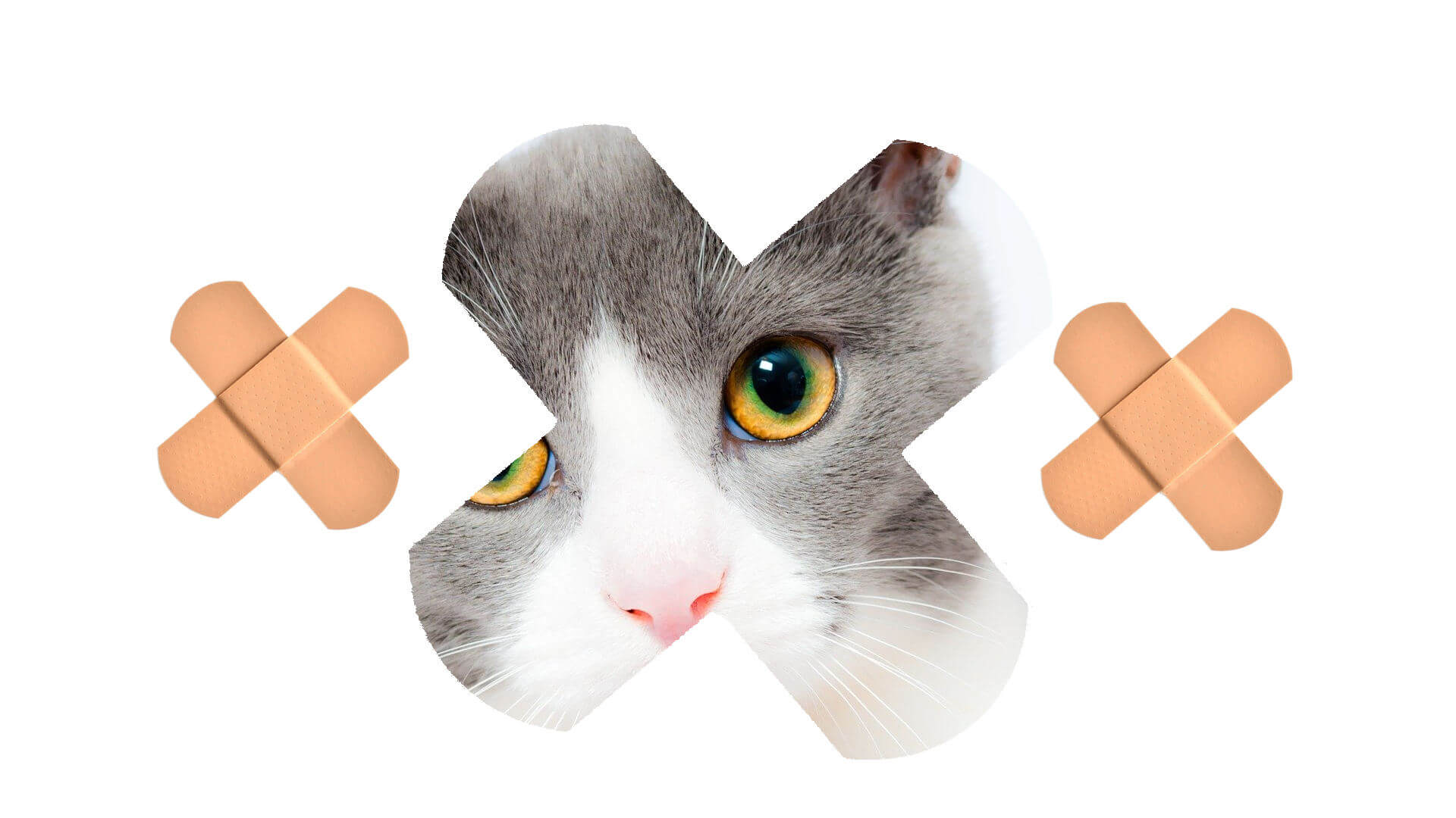 Erste Hilfe Set für Katzen