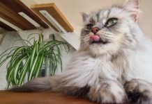 Katzenbalkon: Balkon für Katzen liebevoll gestalten Katzenbalkon - DIY Balkon für Katzen gestalten