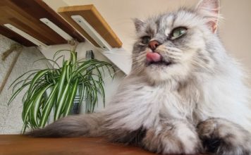 Katzenbalkon: Balkon für Katzen liebevoll gestalten Katzenbalkon - DIY Balkon für Katzen gestalten