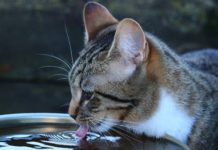 9 Tipps – So trinkt deine Katze mehr Flüssigkeit Katze dehydrieren - Wasser trinken - Tipps wie Katzen mehr Flüssigkeit zu sich nehmen