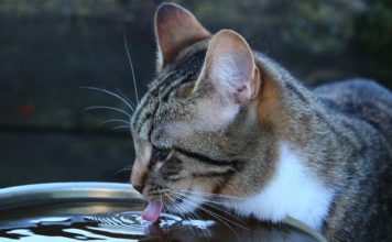 9 Tipps – So trinkt deine Katze mehr Flüssigkeit Katze dehydrieren - Wasser trinken - Tipps wie Katzen mehr Flüssigkeit zu sich nehmen