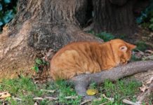Katzen trauern – Wenn eine Katze stirbt Katze trauert - Wie Katzen beim Tod eines Mitbewohner trauern und was Du wissen solltest