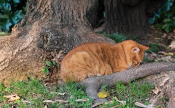 Katzen trauern – Wenn eine Katze stirbt Katze trauert - Wie Katzen beim Tod eines Mitbewohner trauern und was Du wissen solltest