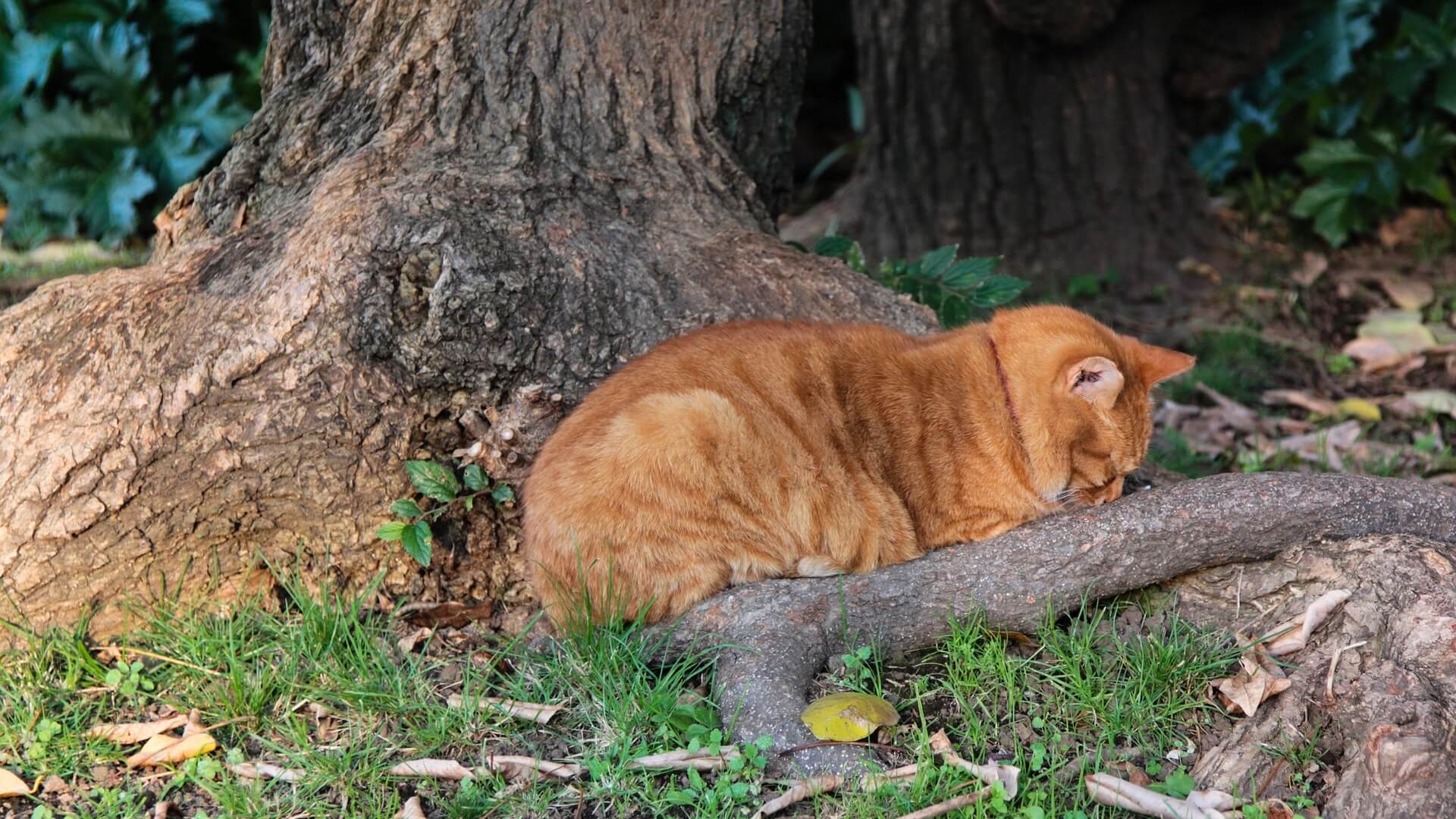 Katzen trauern Wenn eine Katze stirbt