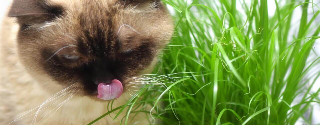 Katze vegan ernähren - nicht nur Katzengras sondern Katze ohne Fleisch ernähren