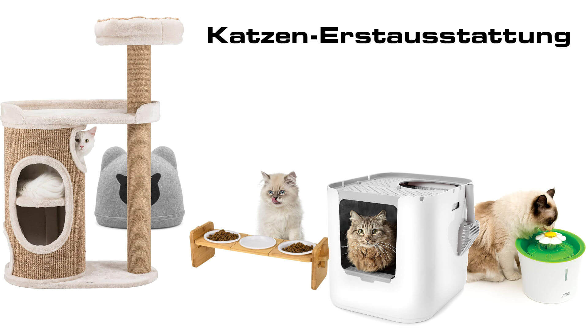 Katzen-Erstausstattung - Was Du dir beim Kauf einer Katze anschaffen solltest