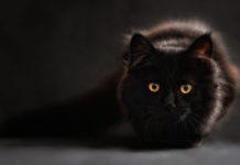 Unser Katzenblog startet Katzenblog - Katzenleben - Blog von mit und über Katzen