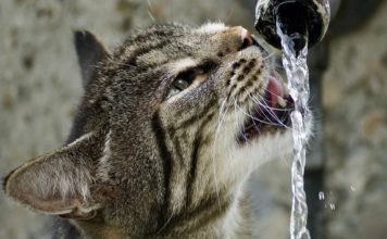 Zierbrunnen für Katzen – Die Katzenbrunnen Alternative Katzenbrunnen Alternative - Zierbrunnen für Katzen
