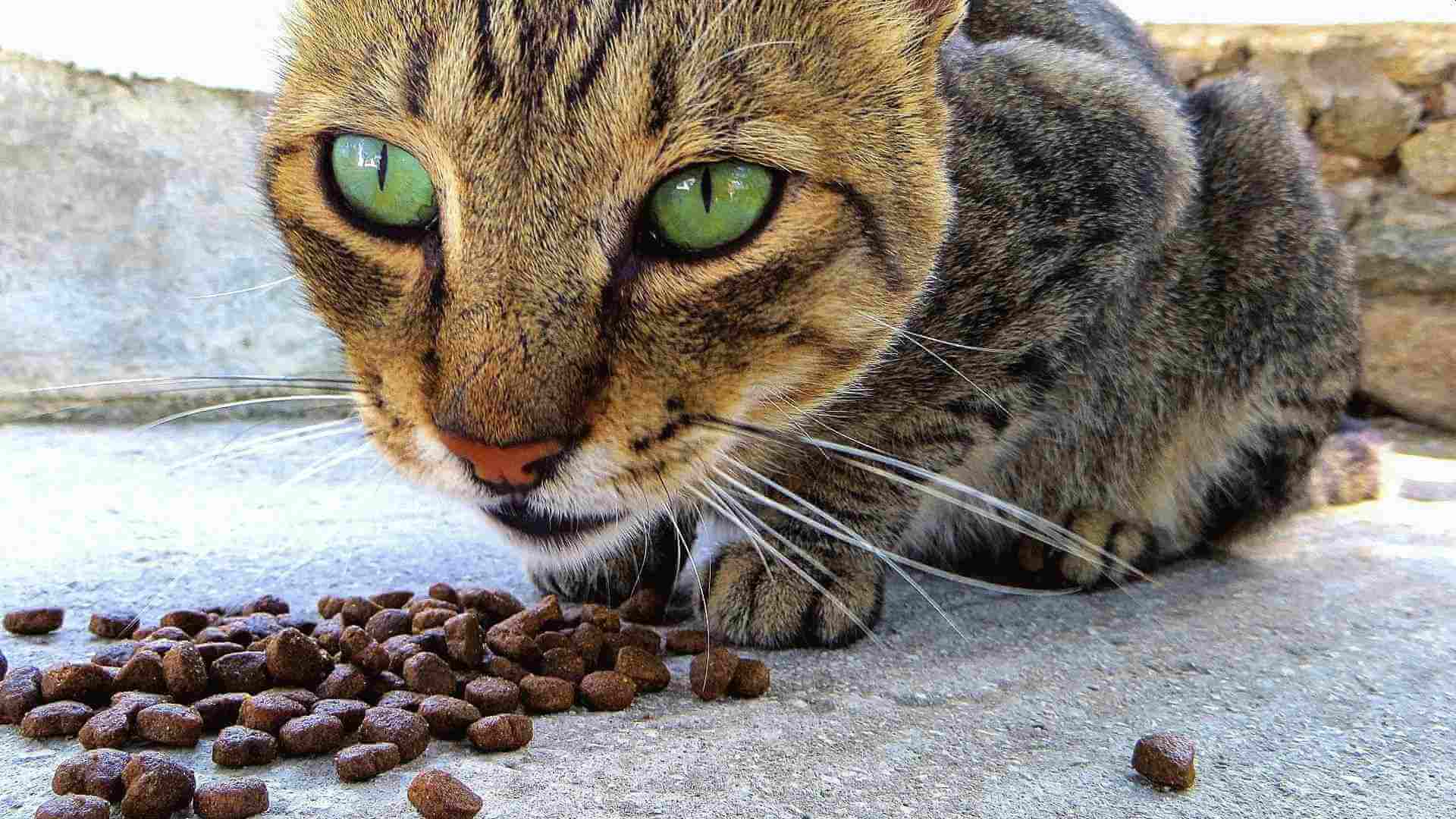 Katzenfutter Alternativen - Welche Alternativen es zu klassischem Katzenfutter Trockenfutter und Nassfutter für die Katze gibt