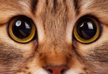 Katzenhaltung in der Wohnung – Das brauchen Wohnungskatzen Katzenhaltung in Wohnung - Das solltest Du über Wohnungskatzen wissen