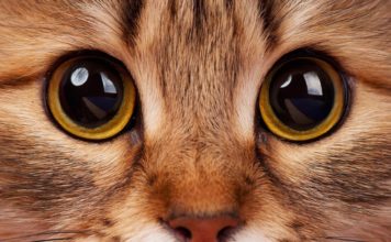 Katzenhaltung in der Wohnung – Das brauchen Wohnungskatzen Katzenhaltung in Wohnung - Das solltest Du über Wohnungskatzen wissen