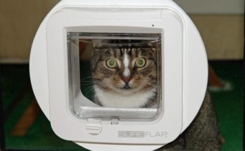 Katzenklappe und Einbruchsicherheit Katzenklappe Einbruch Sicherheit Schutz