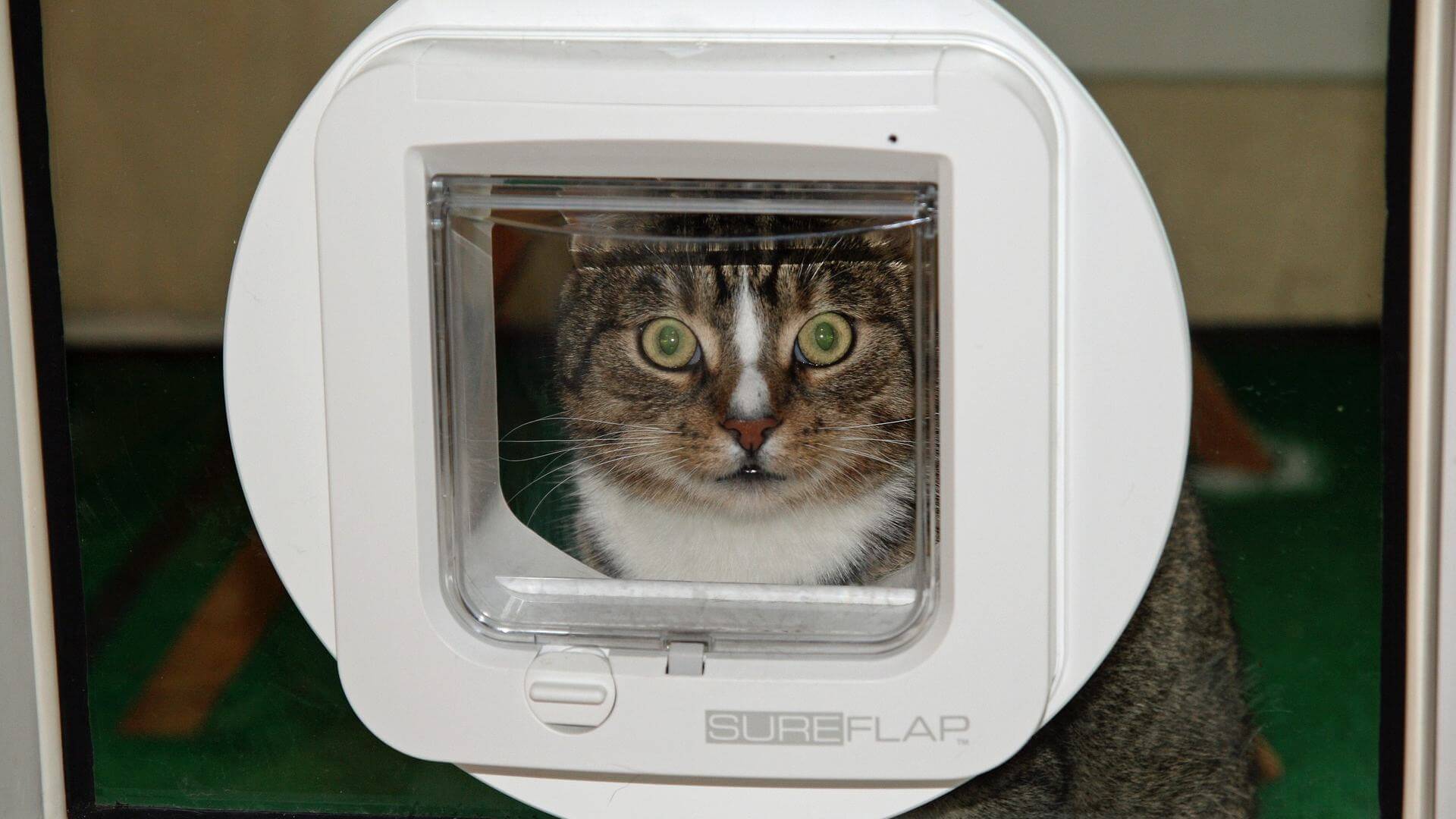 Katzenklappe Einbruch Sicherheit Schutz
