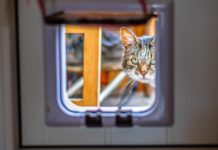 Katzenklappen Ratgeber: Darauf solltest Du beim Kauf einer Katzenklappe achten Katzenklappen-Ratgeber - Was Du beim Kauf einer Katzenklappe beachten solltest