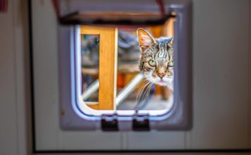 Katzenklappen Ratgeber: Darauf solltest Du beim Kauf einer Katzenklappe achten Katzenklappen-Ratgeber - Was Du beim Kauf einer Katzenklappe beachten solltest