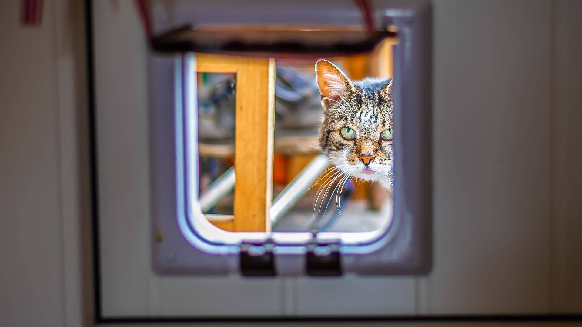 Katzenklappen-Ratgeber - Was Du beim Kauf einer Katzenklappe beachten solltest