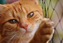 Katzennetz für den Balkon zum Schutz deiner Katze Katzennetz kaufen - Ratgeber - Balkon für Katzen sichern