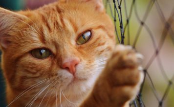 Katzennetz für den Balkon zum Schutz deiner Katze Katzennetz kaufen - Ratgeber - Balkon für Katzen sichern