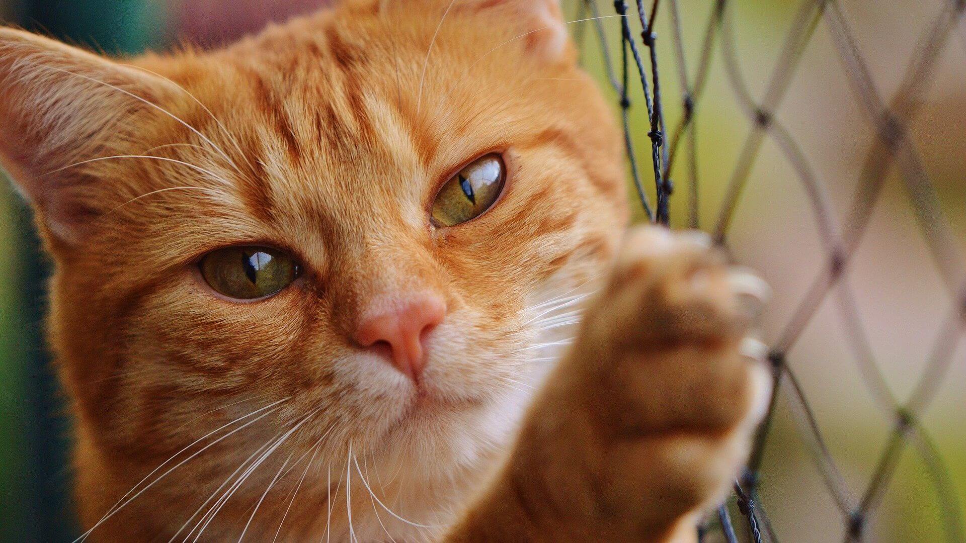 Katzennetz kaufen - Ratgeber - Balkon für Katzen sichern