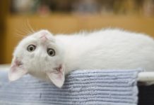 Katzensicherheit: Gefahren für Katzen im Haushalt Katzensicherheit - Die eigene Wohnung für Katzen sicher gestalten und Gefahrenquellen bereinigen