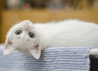 Katzensicherheit: Gefahren für Katzen im Haushalt Katzensicherheit - Die eigene Wohnung für Katzen sicher gestalten und Gefahrenquellen bereinigen