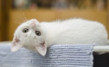Katzensicherheit: Gefahren für Katzen im Haushalt Katzensicherheit - Die eigene Wohnung für Katzen sicher gestalten und Gefahrenquellen bereinigen