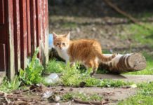 Katzenbaby vom Bauernhof kaufen – Das solltest Du wissen Kitten - Katzenbaby - Katzenjunges vom Bauernhof kaufen - Landwirt Bauer