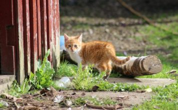 Katzenbaby vom Bauernhof kaufen – Das solltest Du wissen Kitten - Katzenbaby - Katzenjunges vom Bauernhof kaufen - Landwirt Bauer