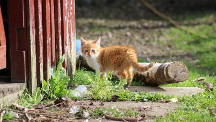 Kitten - Katzenbaby - Katzenjunges vom Bauernhof kaufen - Landwirt Bauer