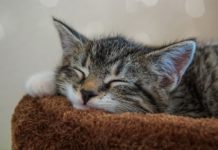 Katzennamen finden: Wie Du den richtigen Namen für dein kleines Kätzchen findest Kitten - Namen für Katzenbaby - Wie nenne ich meine männlich weibliche Katze
