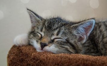 Katzennamen finden: Wie Du den richtigen Namen für dein kleines Kätzchen findest Kitten - Namen für Katzenbaby - Wie nenne ich meine männlich weibliche Katze