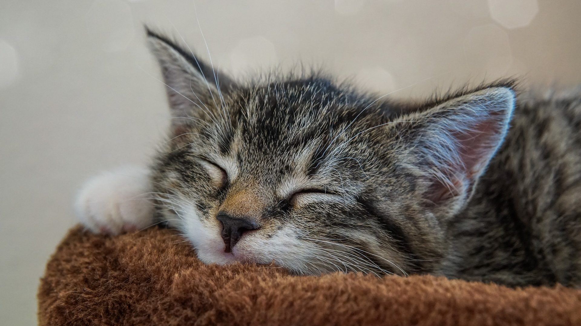 Kitten - Namen für Katzenbaby - Wie nenne ich meine männlich weibliche Katze
