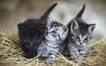 Die beliebtesten Katzennamen 2020 Kittennamen - Katzennamen - die beliebtesten Katzennamen für deine Katze und deinen Kater