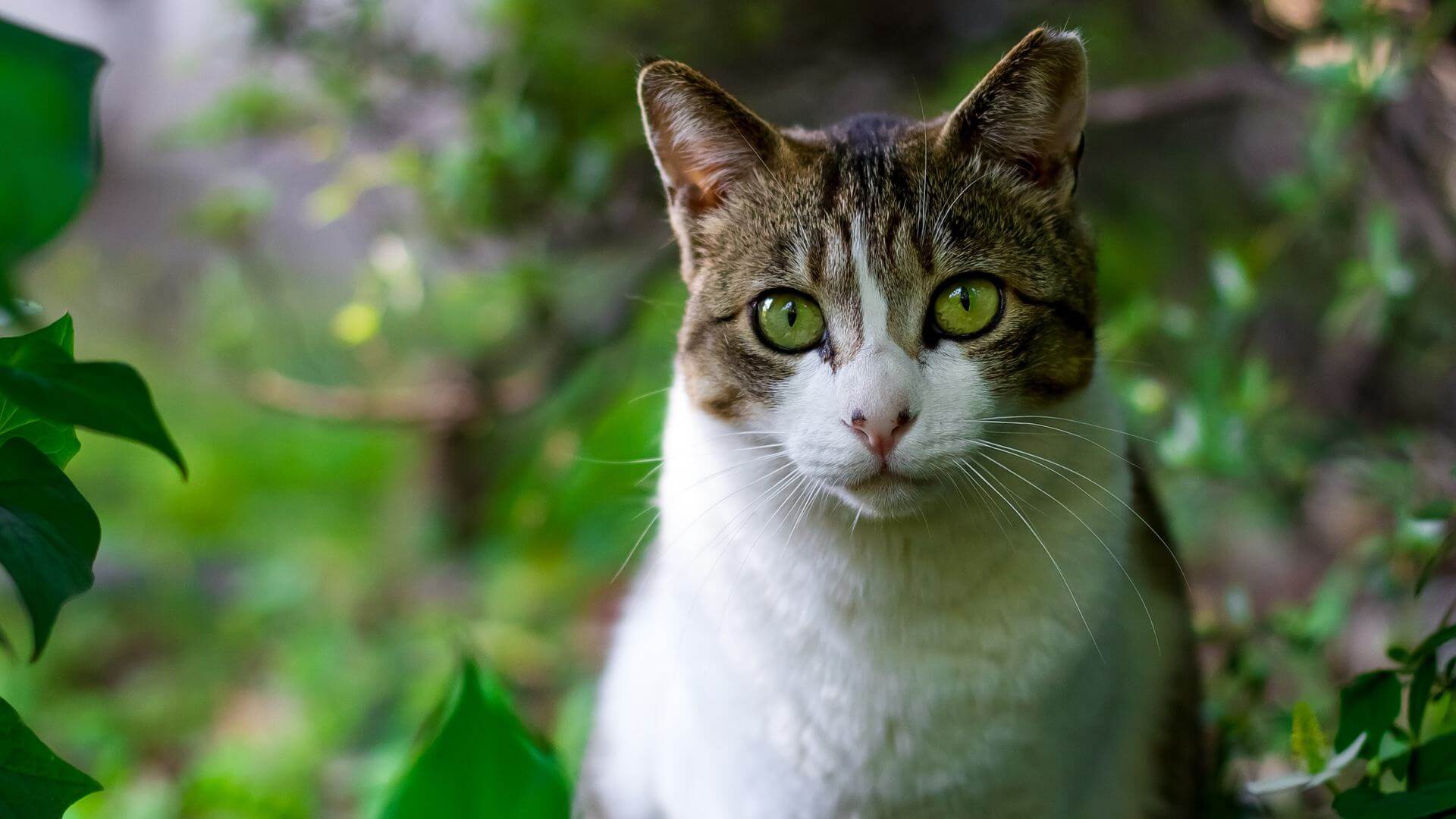 Meine erste Katze - Molly - Katzenbaby aufziehen