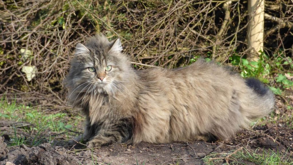 Norwegische Waldkatze Preise - Das kosten Norwegische Waldkatzen