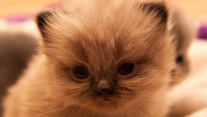 Perser Kitten Preise - Das kosten Perser-Katzen