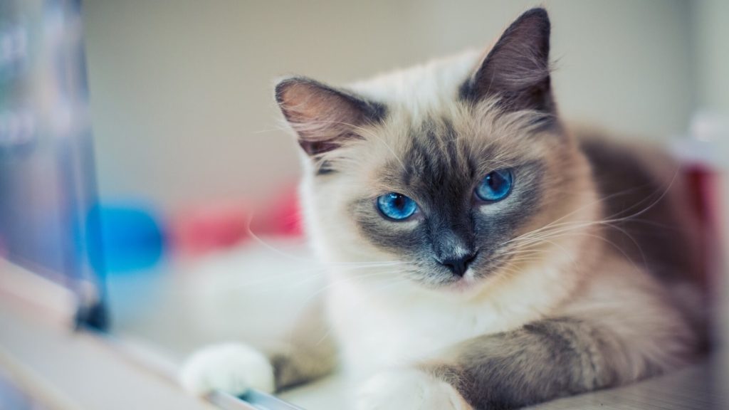 Ragdoll Kitten Preise - Das kosten Ragdoll-Katzen