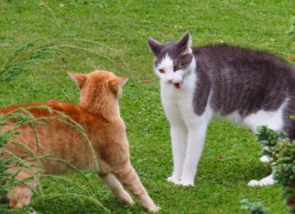 Zweite Katze zieht ein – so klappt es sicher! Zusammenführung von zwei Katzen - zweite oder dritte Katze zieht ein - Ratgeber - Worauf Du bei der Zusammenführung zweier Katzen achten solltest