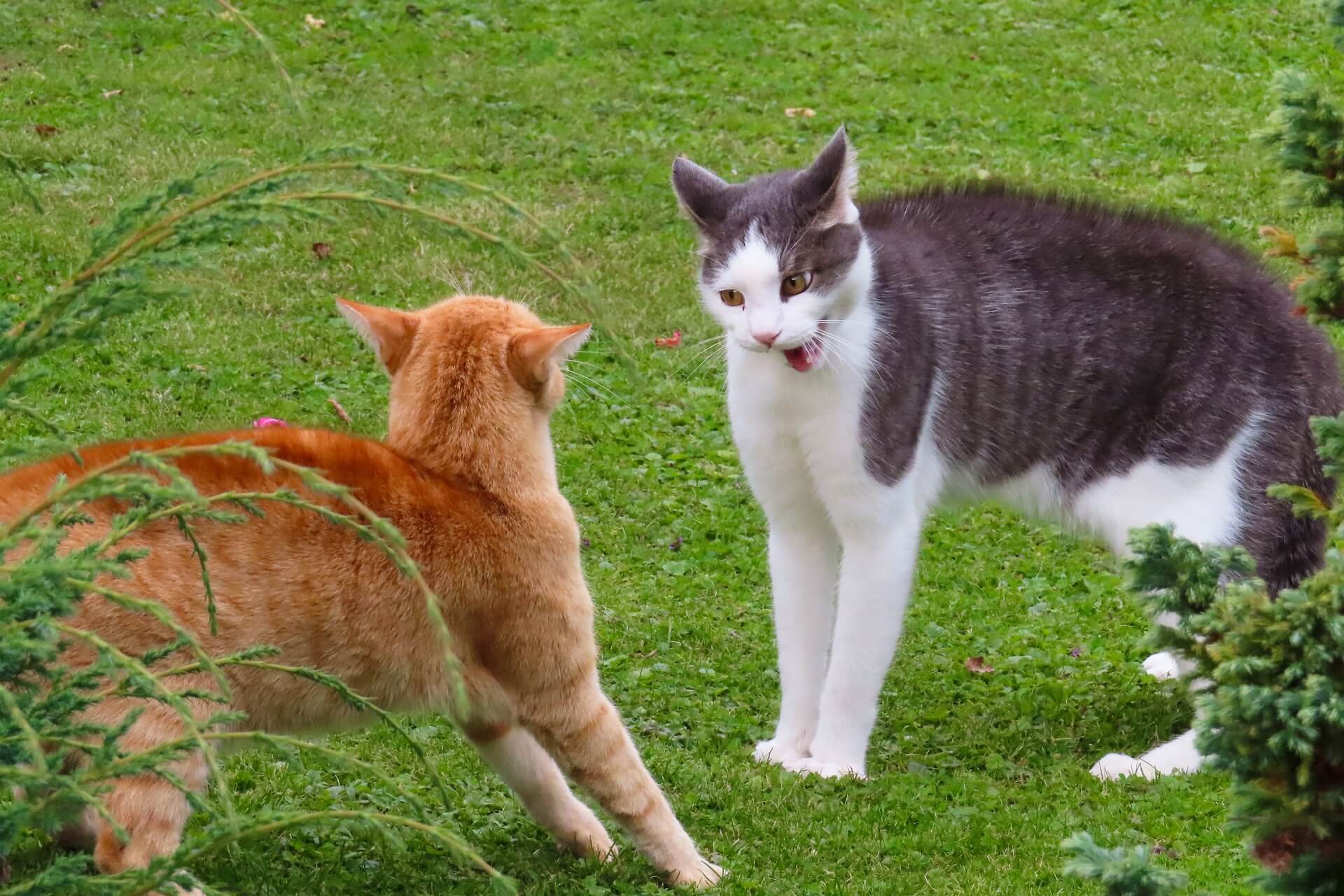 Zusammenführung von zwei Katzen - zweite oder dritte Katze zieht ein - Ratgeber - Worauf Du bei der Zusammenführung zweier Katzen achten solltest