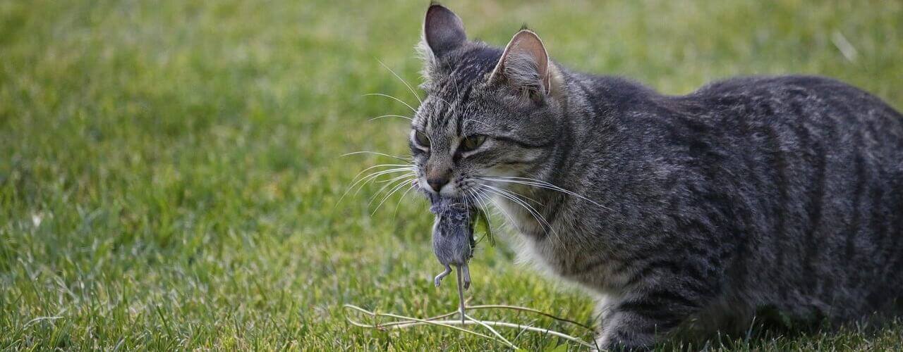 freilaufende Katze - Katzenfutter Alternative - freilaufende Katzen fressen täglich bis zu 20 Mäuse