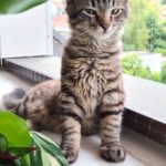 transparentes Schutznetz Trixie - Test und Erfahrungsbericht Katzennetz für Balkon